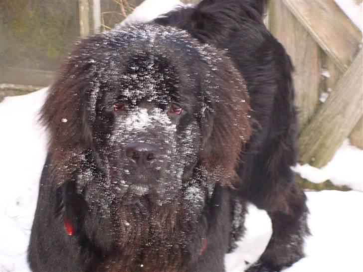 Newfoundlænder Tjalfe - Hvad mon det er for noget at jeg har fået på snuden billede 8