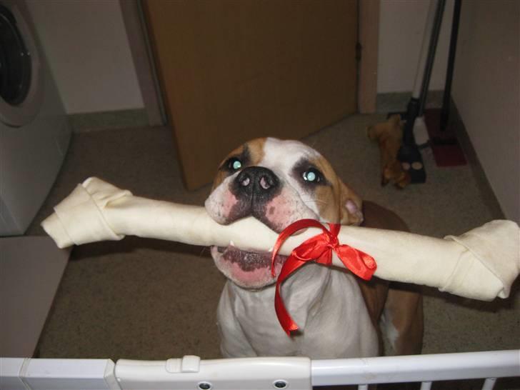 Amerikansk staffordshire terrier Primo (R.I.P.) billede 9