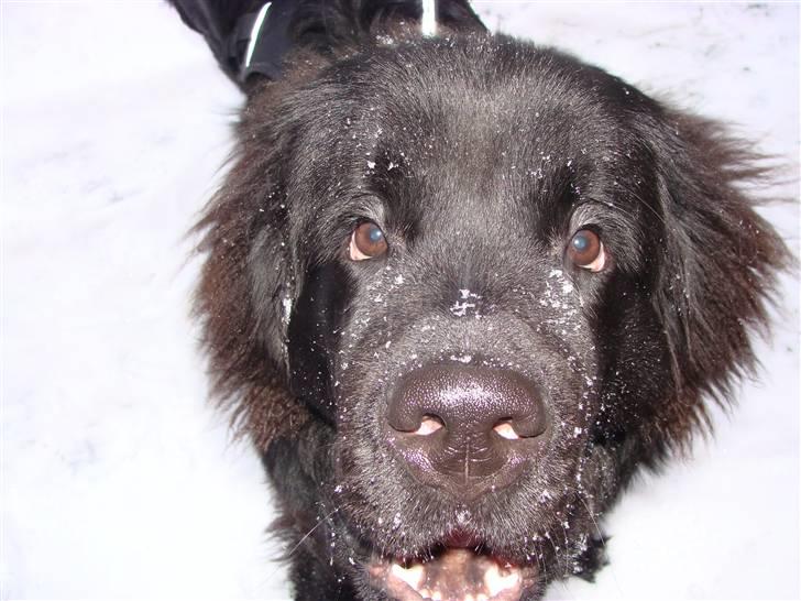 Newfoundlænder Tjalfe - Nu er jeg ikke hvid på snuden mere, så er jeg ikke bare fin billede 9