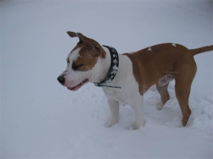 Amerikansk staffordshire terrier Primo (R.I.P.) billede 11