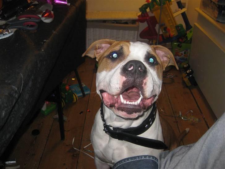 Amerikansk staffordshire terrier Primo (R.I.P.) billede 13