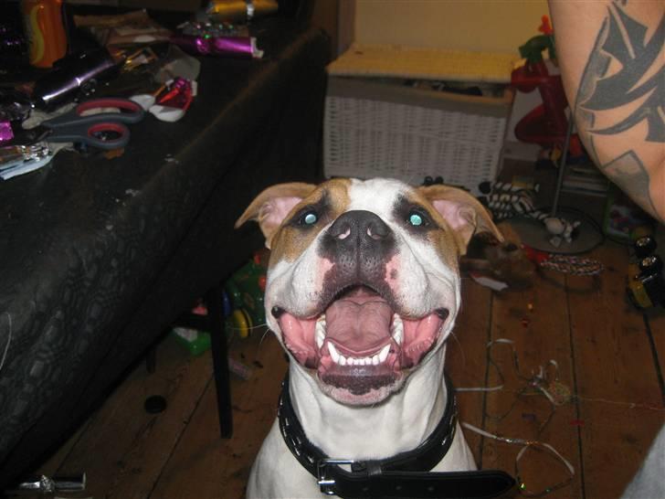 Amerikansk staffordshire terrier Primo (R.I.P.) billede 14