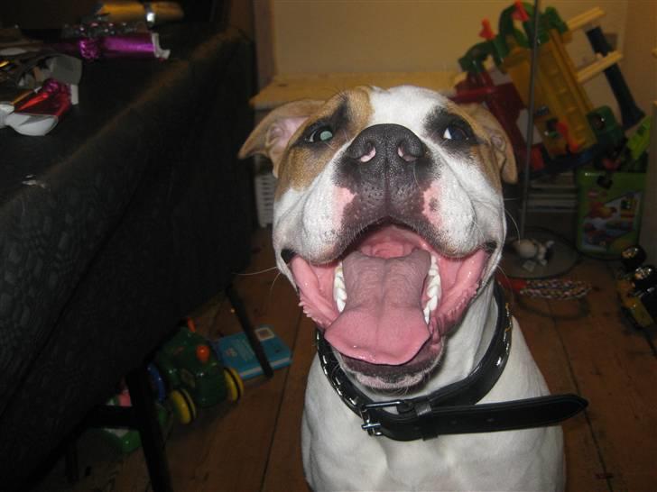 Amerikansk staffordshire terrier Primo (R.I.P.) billede 15