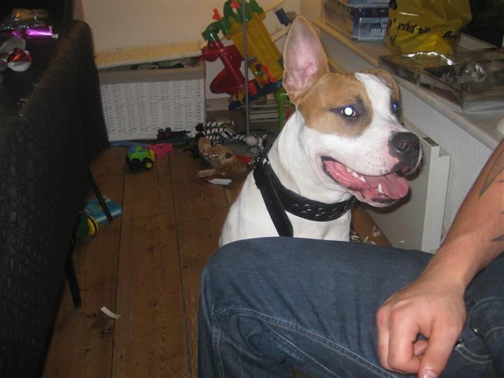 Amerikansk staffordshire terrier Primo (R.I.P.) billede 16