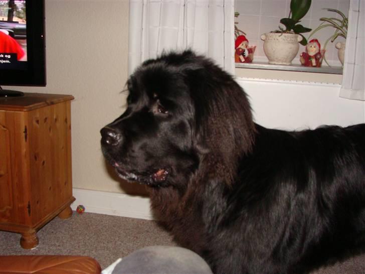 Newfoundlænder Tjalfe - Jeg viser lige min profil, er jeg ikke bare skøn billede 10