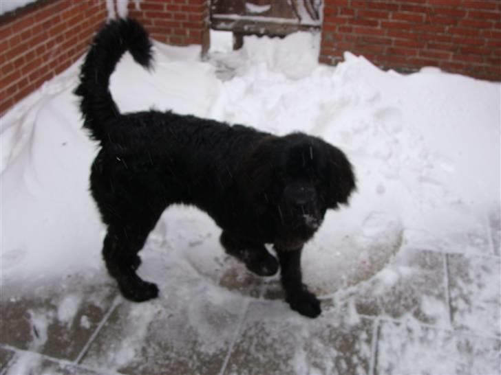 Newfoundlænder Tjalfe - Jeg leger lige lidt i sneen billede 11
