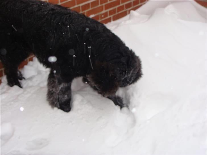 Newfoundlænder Tjalfe - Det er godt nok noget underligt noget det hvide her billede 12