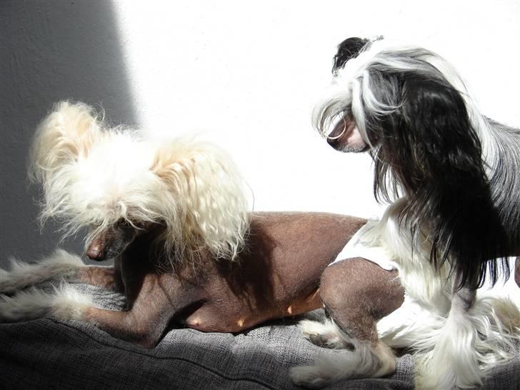 Chinese crested hårløs lulu billede 12