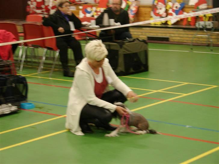 Chinese crested hårløs lulu billede 13