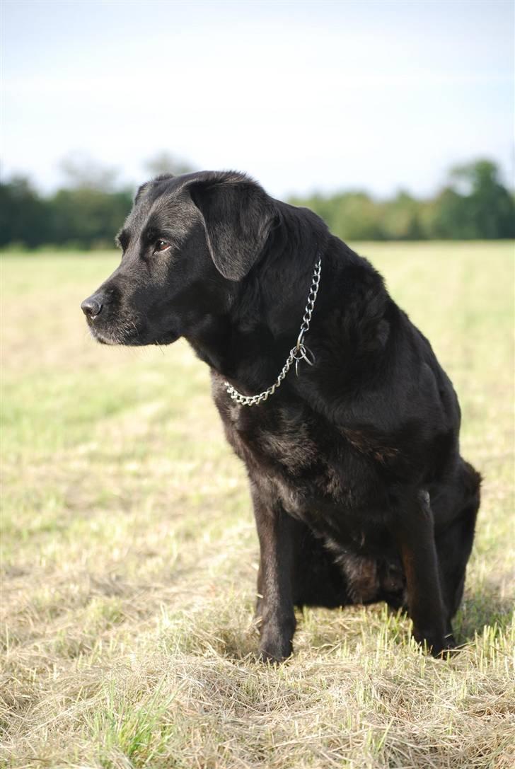 Labrador retriever Fie ** R.I.P ** billede 1