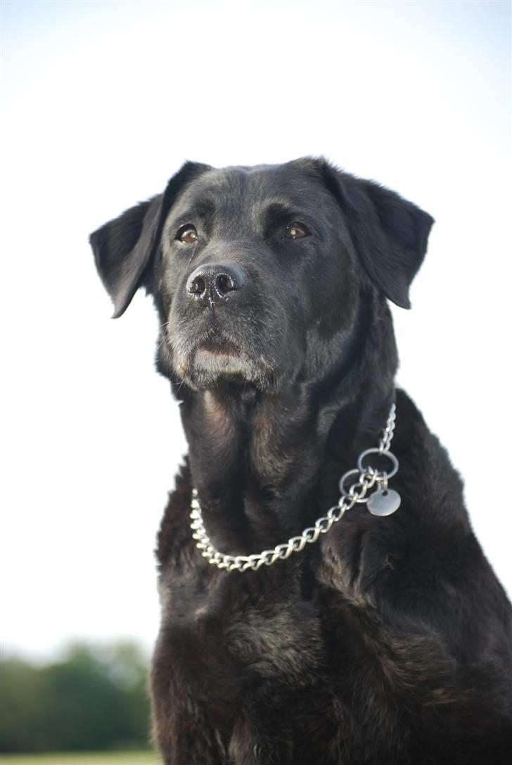 Labrador retriever Fie ** R.I.P ** billede 3
