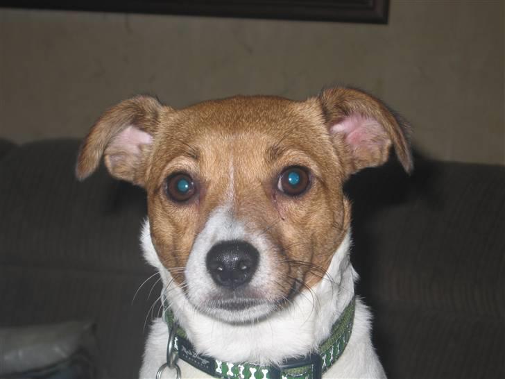 Dansk svensk gaardhund Trunte - Hej og velkommen til min profil billede 1