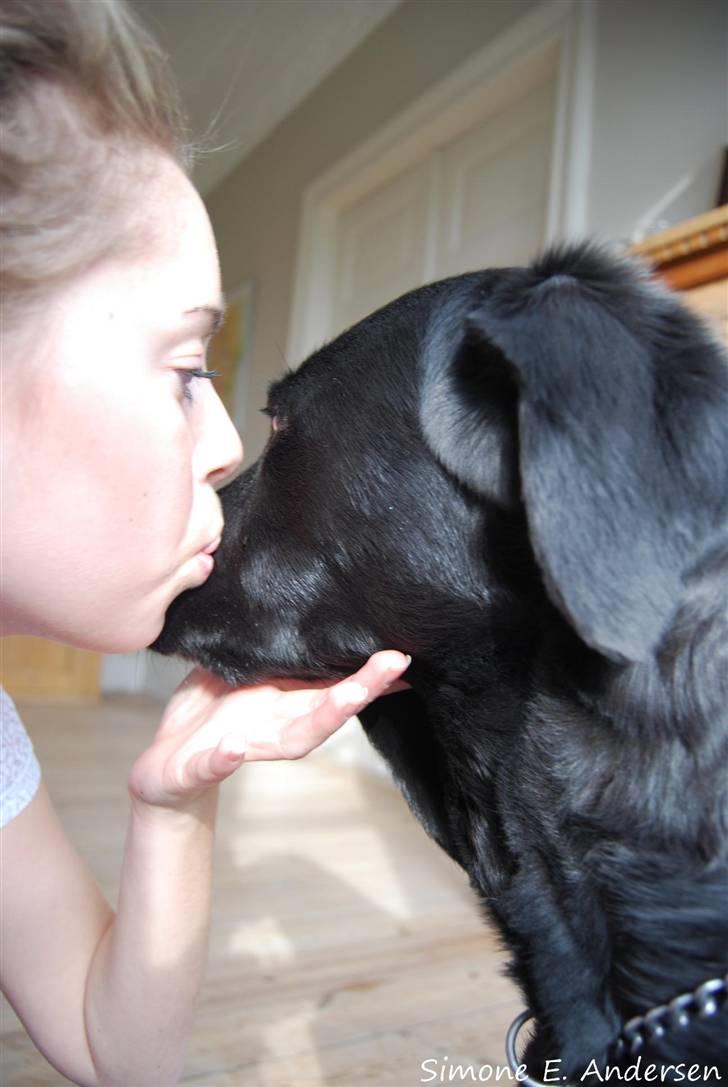 Labrador retriever Fie ** R.I.P ** billede 4