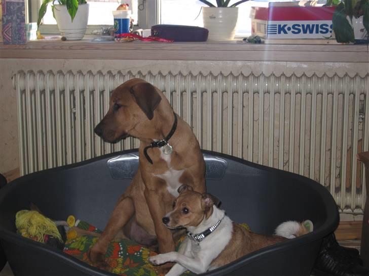 Dansk svensk gaardhund Trunte - Det kan godt være, du er større end mig - men jeg er altså ældst af os to billede 2