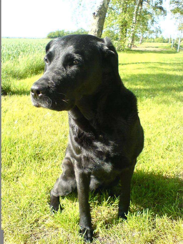 Labrador retriever Fie ** R.I.P ** billede 5