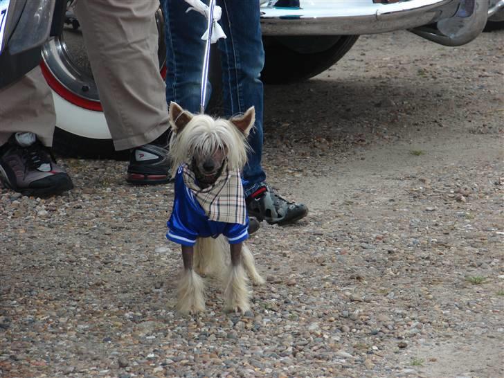 Chinese crested hårløs Quincy billede 20