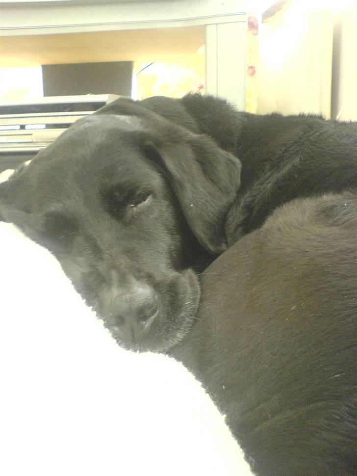 Labrador retriever Fie ** R.I.P ** billede 6