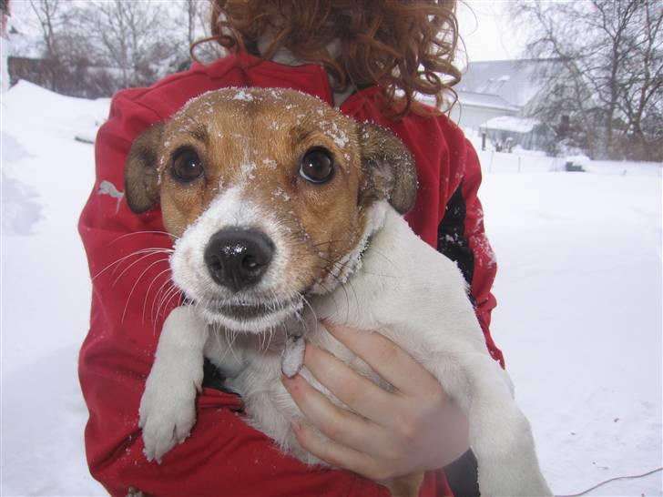 Dansk svensk gaardhund Trunte - Sne - uha, det er koldt billede 3