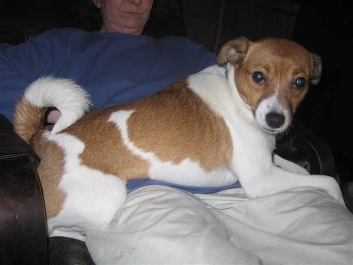 Dansk svensk gaardhund Trunte - Det her er MIN plads billede 5