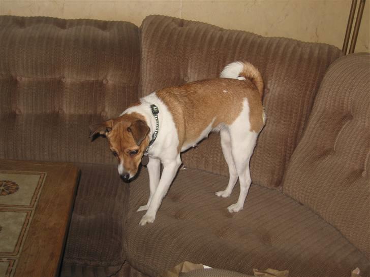 Dansk svensk gaardhund Trunte billede 6