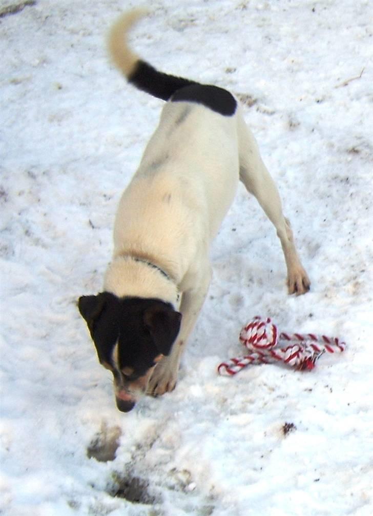 Dansk svensk gaardhund Max billede 1