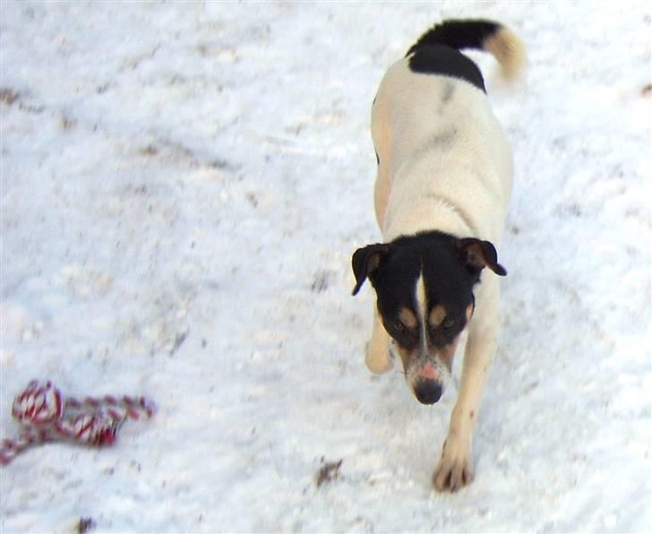 Dansk svensk gaardhund Max billede 2