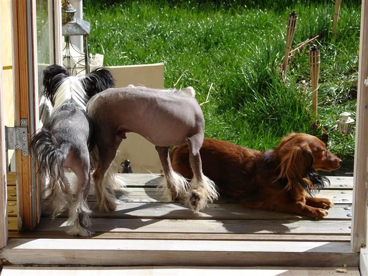 Dværggravhund jasmin billede 5