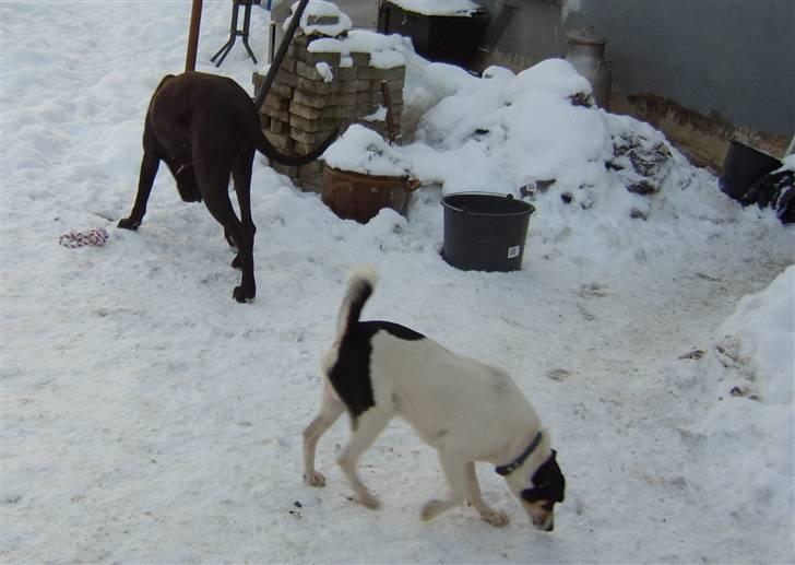 Dansk svensk gaardhund Max billede 3