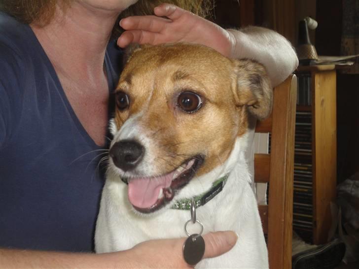 Dansk svensk gaardhund Trunte billede 7