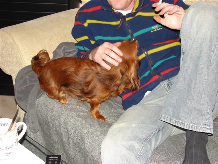 Dværggravhund jasmin billede 6