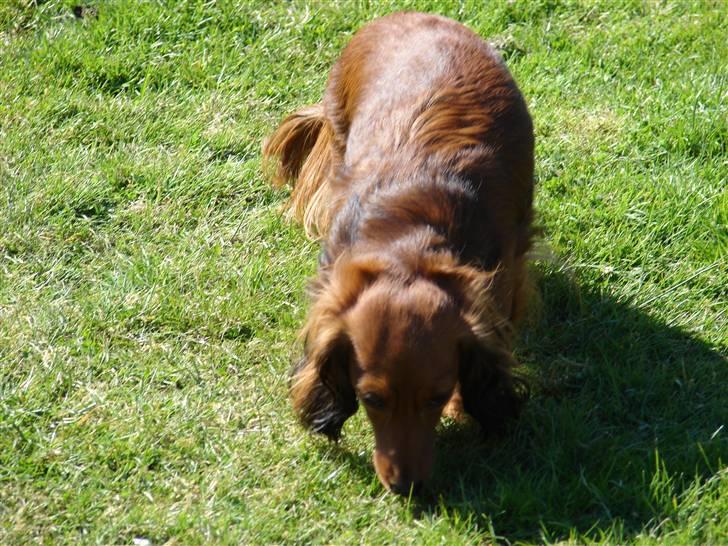 Dværggravhund jasmin billede 7