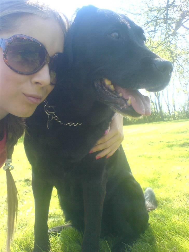 Labrador retriever Fie ** R.I.P ** billede 7