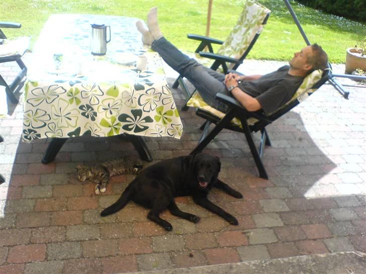Labrador retriever Fie ** R.I.P ** billede 8