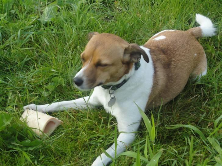 Dansk svensk gaardhund Trunte - Mums - det smagte godt billede 4