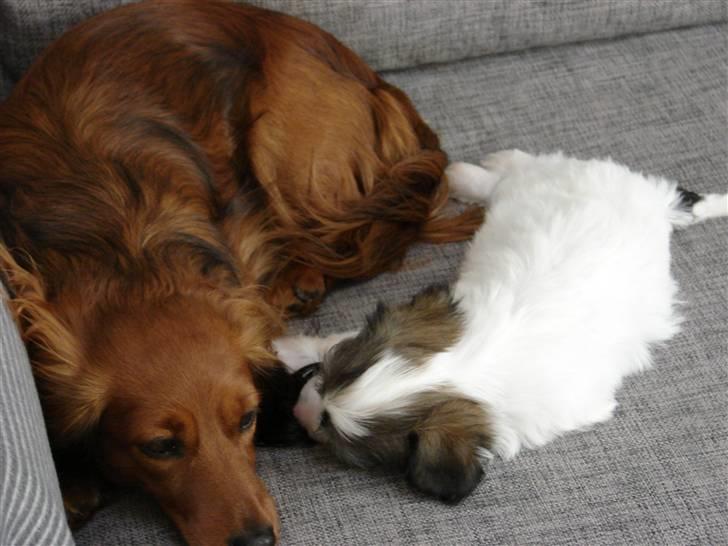 Dværggravhund jasmin billede 8