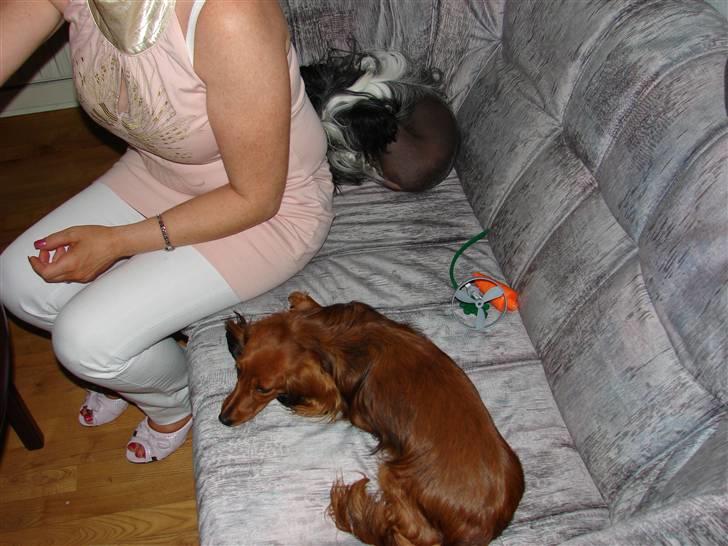 Dværggravhund jasmin billede 9