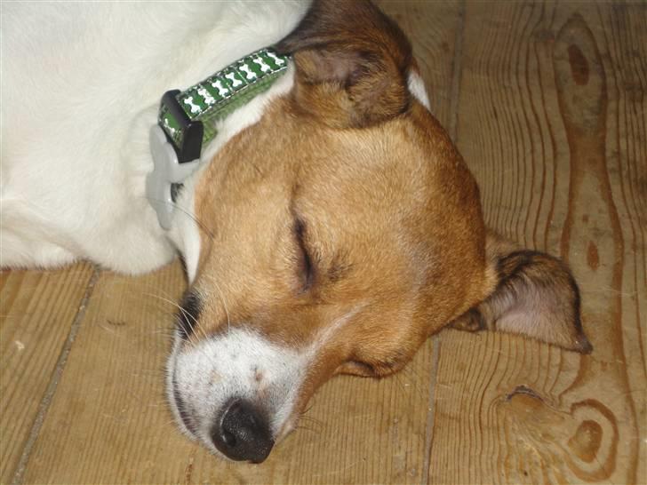 Dansk svensk gaardhund Trunte - Jeg tager mig lige en morfar billede 8