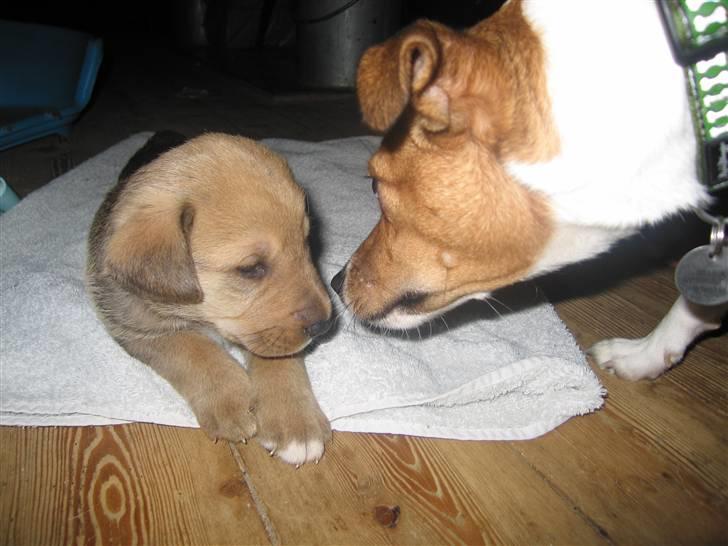 Dansk svensk gaardhund Trunte - Hvad er du for én? billede 9