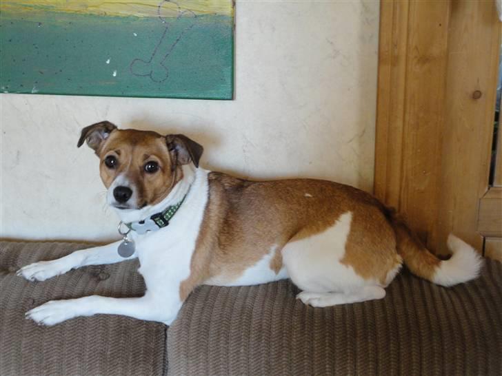 Dansk svensk gaardhund Trunte - Her oppe har jeg godt overblik billede 10