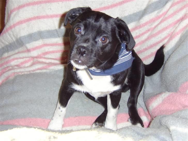 Blanding af racer Charlie billede 1