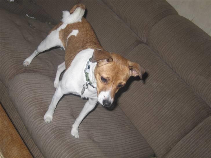 Dansk svensk gaardhund Trunte billede 11