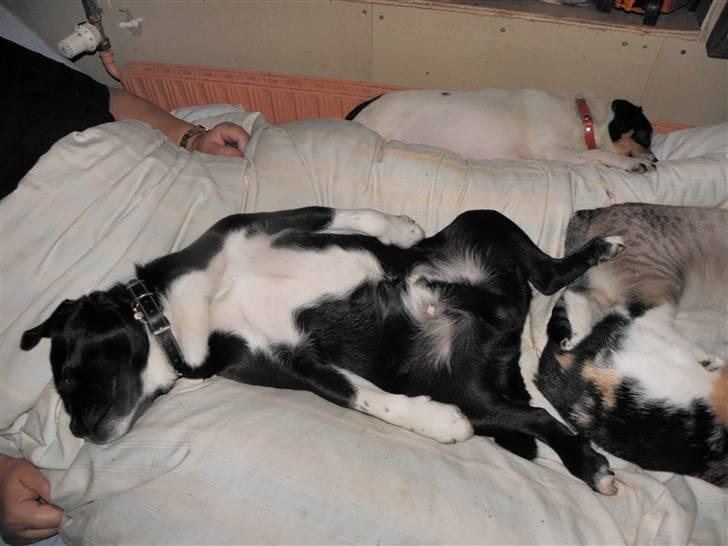 Blanding af racer Charlie billede 2