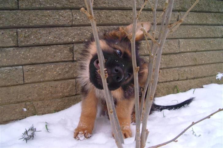 Schæferhund Victor - Jeg skal nok få klippet det træ ned ;o) billede 2