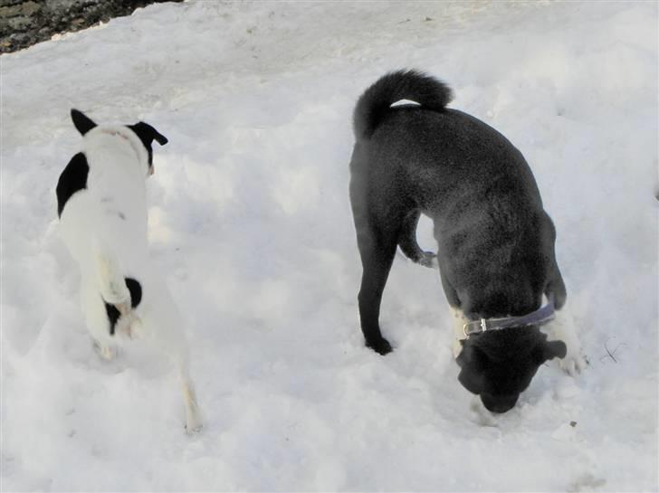 Blanding af racer Charlie - Jeg kan godt lide at lege med min veninde Nanna . billede 3