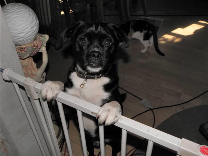 Blanding af racer Charlie billede 4