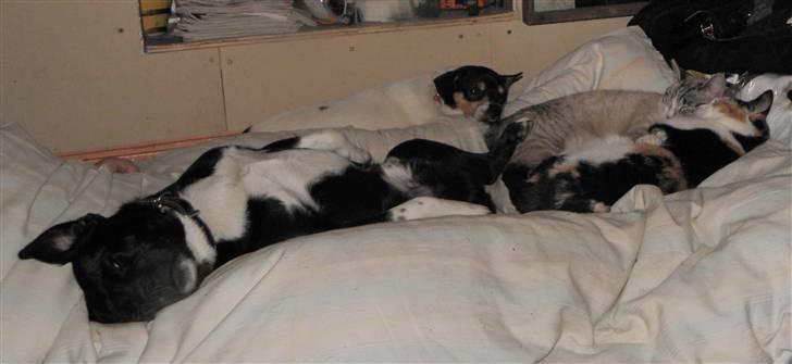 Blanding af racer Charlie billede 6