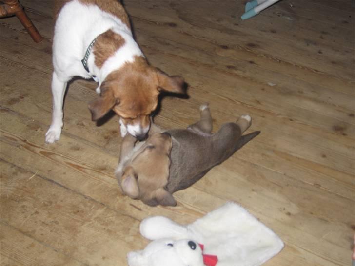 Dansk svensk gaardhund Trunte - Skal vi lege? billede 13