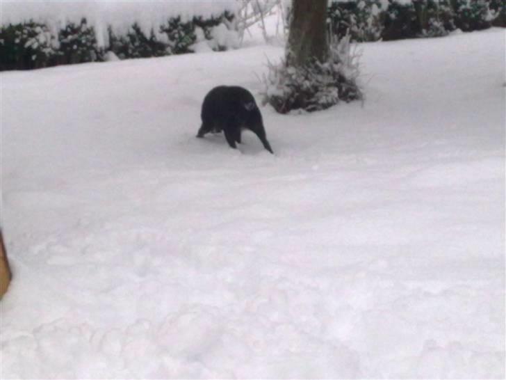 Labrador retriever cherri - jubii endelig sne billede 16