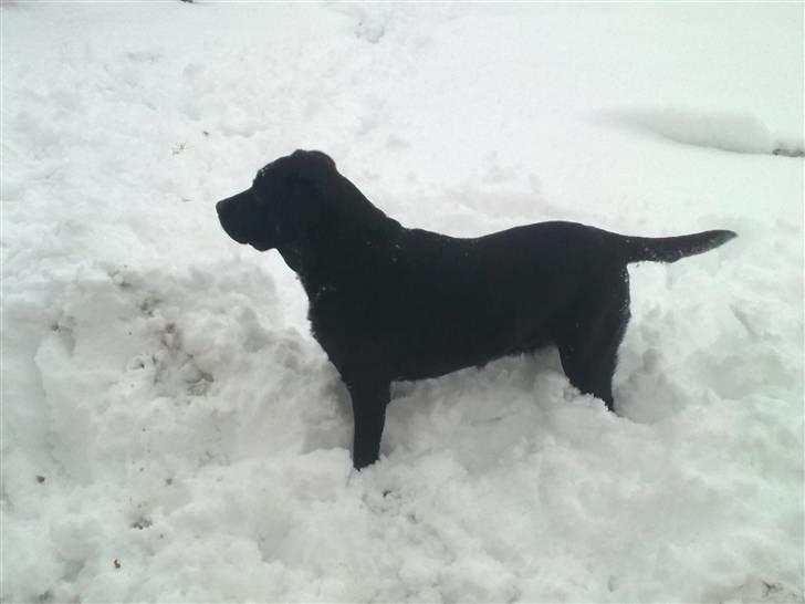 Labrador retriever cherri - hvad er det der i den anden ende af haven billede 17