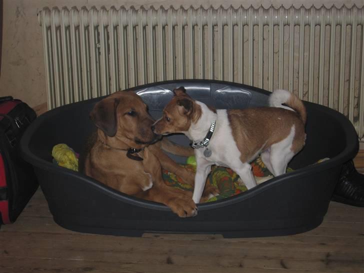 Dansk svensk gaardhund Trunte billede 14